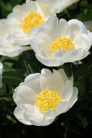 flowers, peonies, beautiful Flowers, flower Background, flower Wallpaper, petals, bloom, nature, flora, botany
