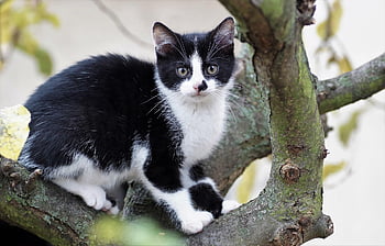 gattino, gatto, animale, felino, ramo, albero, scalata, natura, animale domestico, barba, pelliccia