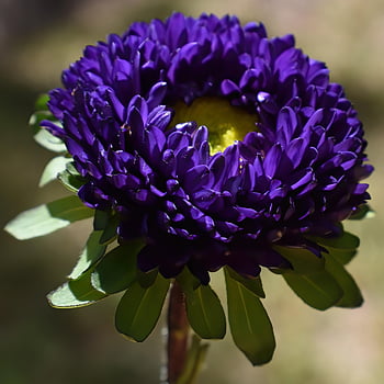 květ, astra, Matsumoto Aster, krásné květiny, květinové tapety, fialový květ, květinové pozadí, flóra, Příroda, zahrada, zblízka