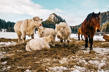 ovce, kůň, Příroda, ranč, sníh, zimní, hospodařit, Studený, země, krajina, bílý