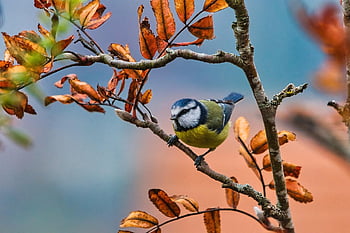 blue Tit, bird, perched, animal, feathers, plumage, beak, bill, bird Watching, ornithology, animal World
