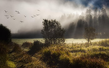 fog, meadow, trees, mystical, nature, landscape, mood, path, sunrise, morning Mood, tomorrow