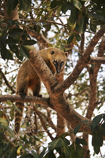South American Coati, tree branch, Campo Grande, Brazil, curious coati, nature, wildlife, animal, forest, tree, outdoors