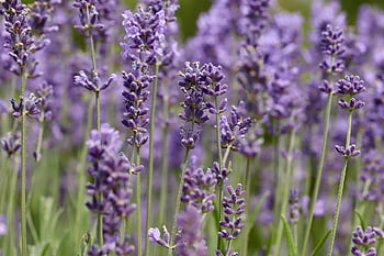 lavender, lavender Flowers, lavender Field, inflorescences, purple Flowers, medicinal Herb, fragrance