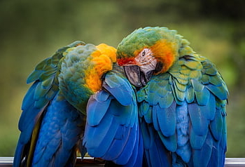 bird, parrot, animal, feather, colorful, plumage, exotic, nature, blue, head, tropical