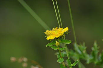 tečkovaný třezalka tečkovaná, Hypericum Maculatum, Johannis byliny, Hrany-třezalka tečkovaná, hypericum, st john's wort plant, květ, žlutá