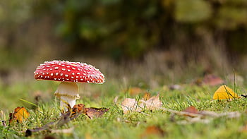 houba, muchomůrka, létat amanita, červená houba, lesní houby, les, Příroda, zblízka, pozadí plochy, plodnic, obrazovka houba