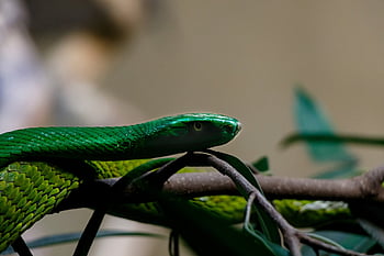 tree Snake, green, line, dandruff, reptile, dangerous, terrarium, wildlife, animal, poisonous, nature