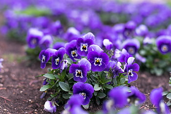 flori, violete, natură, floare, flori frumoase, grădină, Violet, culoare, viola, parfum, floare tapet