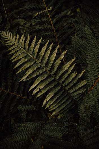 foglie di felce, Fern ravvicinata, Fern verde scuro, Foresta lussureggiante, Atmosfera naturale, Dettagli foglie di felce, fogliame della foresta, Texture verde, sfondo della natura, fotografia botanica, modello di foglia