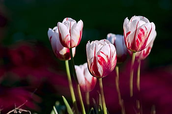 white-and-red tulip flowers, close-up tulips, elegant tulips, blooming tulips, spring sunlight, outdoor tulips, red and white tulips, spring flowers, tulip blooms, garden tulips, floral beauty