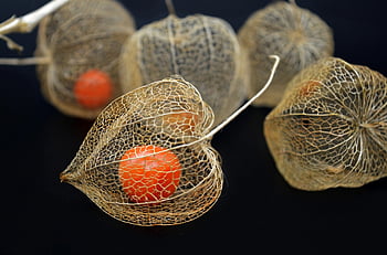 physalis, altın çilek pelerini, doğa, meyve, Gıda, doğal ürün, Lamba çiçeği, dut, egzotik, sağlıklı, vitaminler