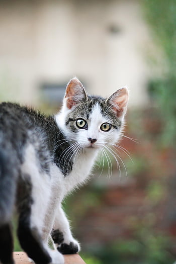 cat, kitty, pet, animal, feline, kitten, domestic, adorable, cute, tame, mammal