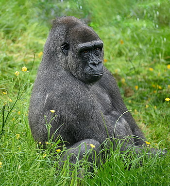 gorila, západní nížinná gorila, Příroda, opice, primát, savec, volně žijících živočichů, silverback, divočina, fotografování divoké zvěře, zvíře