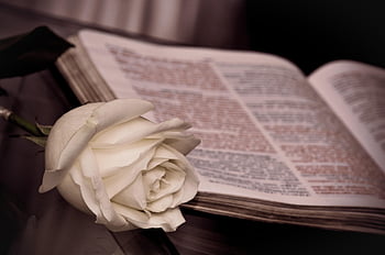 casamento, κοστούμι, Advogado, aguilar, Direito