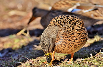duck, mallard, bird, water Bird, duck Bird, nature, poultry, bill, wild Bird, plumage, animal