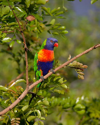 curcubeu lorikeet, colorat papagal, verde portocaliu albastru, ramură de odihnă, pene vibrante, copac verde, cățărat pasăre, natura faunei sălbatice, pasăre tropicală, Fotografie de păsări, scena în aer liber