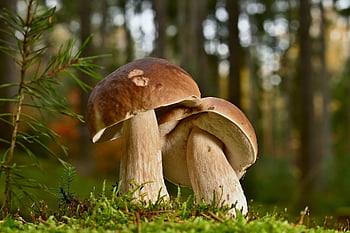 houby, hřib, podzim, les, jedlý, mech, sbírat, Příroda