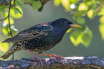 obyčejný špaček, sturnus vulgaris, svatba peří, pták, Evropa, Norsko, kongsberg, prohlížení ptáků, zpěvní ptáci, kánon 70d, Canon EF 100-400