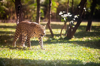 animal, leopard, mammal, species, fauna, wildlife, nature, wild Animal, wildlife Photography, wild Animals, wildlifephotography