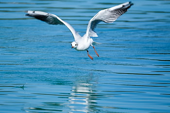 gull, bird, water Bird, wing, flying, lake, animal, white, nature, water, blue