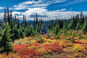 bjerg, eng, kaskader, natur, mt regnere, washington, efterår farver, bjerg eng, mt, Rainier