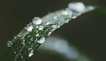 grünes Blatt, Tautropfen, Grashalm, Makroaufnahme, Frische, natürliche Schönheit, Nahansicht, Wassertropfen, Naturfotografie, Pflanzenstruktur, Morgentau