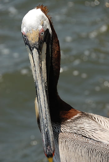 pelikán, pták, zvíře, peří, zobák, Příroda, volně žijících živočichů, ptačí, ornitologie, fauna, moře