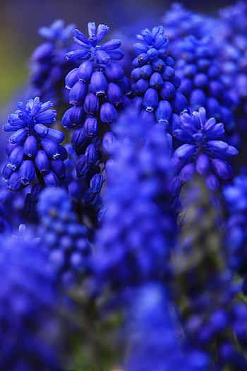 grape Hyacinth, blue Flowers, hyacinth, spring, spring Awakening, beginning Of Spring, flora, carpet Of Flowers, flower Meadow, floral Background, flower Garden