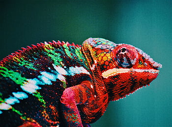 červený chameleon, barevný chameleon, zářivá červená, zelené odstíny, detail, calgary, Kanada, fotografování zvířat, fotografování přírody, volně žijících živočichů, druhy chameleonů