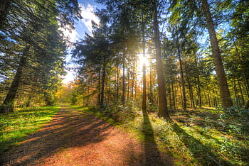 sentiero nel bosco, alberi verdi, luce del sole, vegetazione vibrante, Paesaggio dei boschi, foresta pacifica, Percorso illuminato, bellezza naturale, scenario all'aperto, ambiente sereno, sentiero didattico