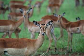 brown deers, impalas, grazing, Kruger National Park, South Africa, herd, peaceful, wildlife, nature, antelope, savannah