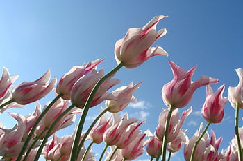 pink-and-white flowers, pink tulips, spring beauty, clear blue sky, close-up flowers, tulip field, spring flowers, floral beauty, pink-and-white tulips, nature photography, spring season
