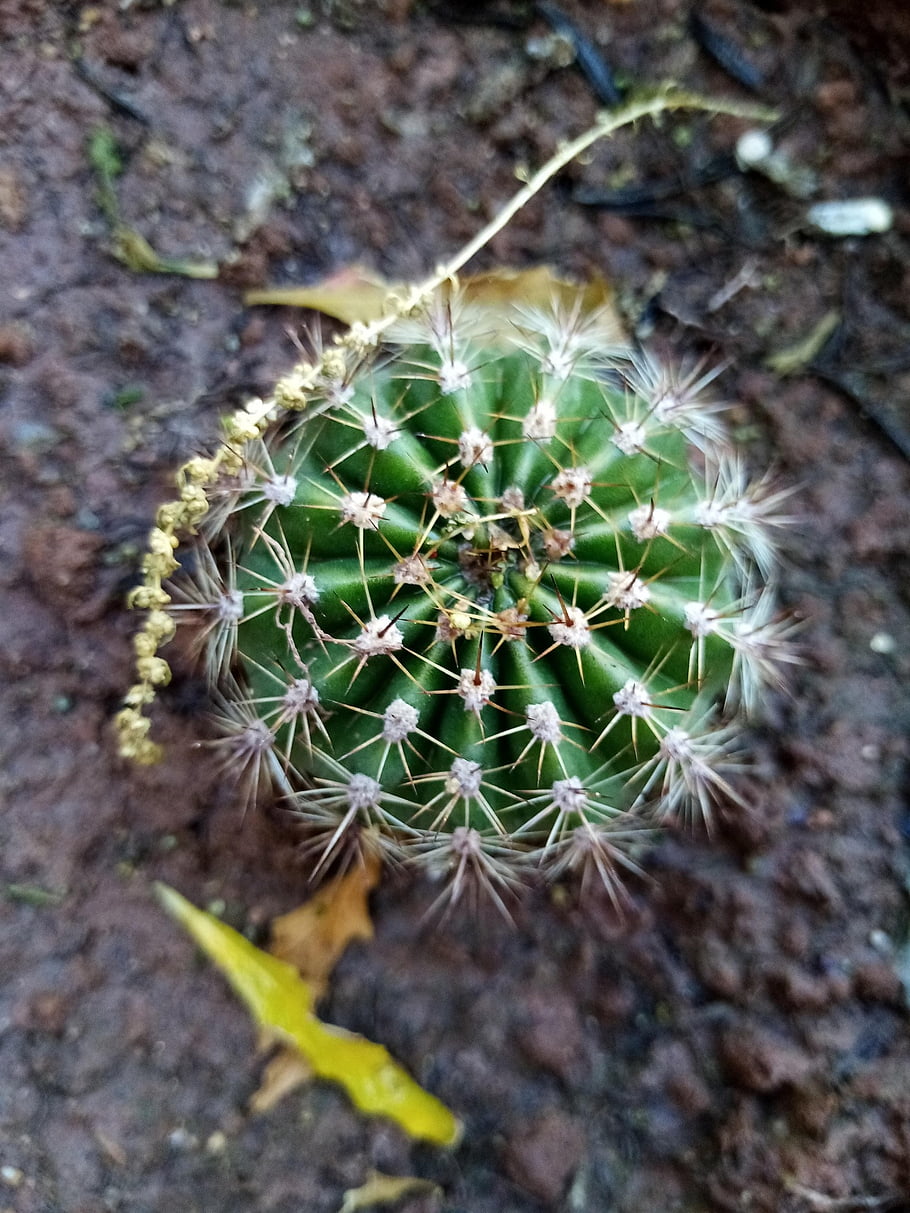 cactus, green, natural, nature, spiky, round, plant, raw, nofilter