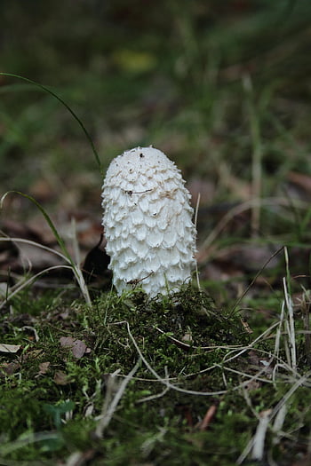 lesní podlaha, chopftintling, čerstvý, klobouk, houba, jedlý, růst