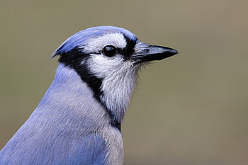 bluejay, nature, headshot, beak, blue, feather, bird, portrait