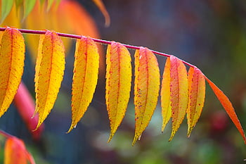 staghorn sumac, Ocetový strom, listy, rhus typhina, podzim, podzimní barvy, venku, Příroda, botanika, flóra