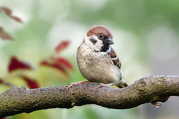 állat, madár, veréb, Sperling, passer domesticus, énekesmadár, fiatal, ülés, természet, ág, kert
