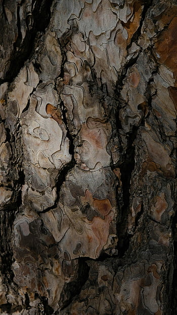 tree bark, rough surface, natural patterns, detailed texture, tree texture, bark texture, natural colors, tree surface, bark details, tree patterns, rough tree
