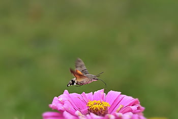 moth, hummingbird Hawk Moth, close Up, pink Zinnia, pollination, zinnia, blossom, bloom, nature, garden