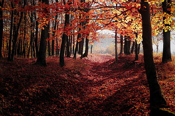 Red Autumn Trees, serene forest, fall season, vibrant leaves, soft light, autumn foliage, forest path, fall colors, natural scenery, autumn landscape, red leaves