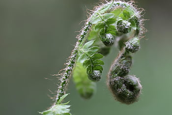 kapradina, rozvinout, zelená, růst, zblízka, Příroda, Fern Fronds, plavidlo sporenpflanze, kapradí rostliny, jaro, výhonek