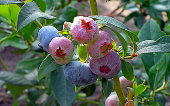 coacăze, fruct, vară, a închide, natură, grădină, tufiș, ecologic, natural, vitamine, alimente