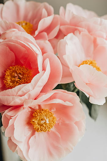 bouquet de pivoine rose, Fleurs plongeantes, pétales délicats, couleurs éclatantes, fleurs de pivoine, arrangement de table, affichage floral, fleurs roses, bouquet sur la table, beau bouquet, bouquet de pivoine