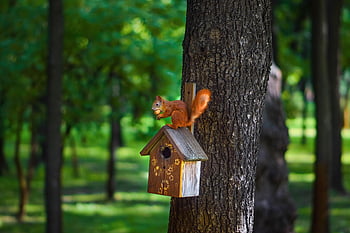 veverka, Příroda, matice, jídlo, hlodavec, savec, červená veverka, hlodat, fauna, roztomilý, divoký