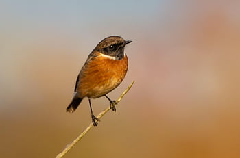 stonechat, male Stonechat, small Bird, songbird, perched, post, winter, orange, feather, bird, avian