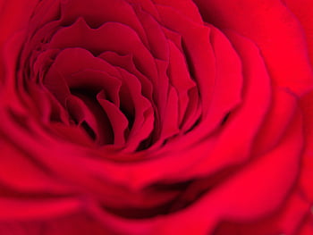 rosa, macro, fiorire, natura, romantico, san valentino, flora, fiore, piante, fresco, fioritura