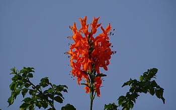 květ, Příroda, tecoma capensis mys zimolez, květinové tapety, krásné květiny, bignoniaceae, bignonia capensis, květinové pozadí, Indie