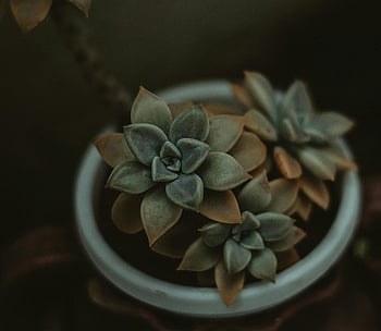 green succulents, blooming succulents, close-up succulents, moody lighting, succulent plants, potted succulents, beautifully arranged, indoor plants, succulent garden, greenery, nature photography