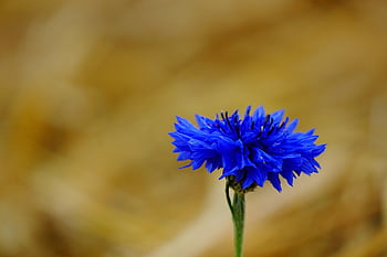 blomst, vakre blomster, blomst tapet, blomst bakgrunn, maismel, natur, felt, blå, eng, blomstre, makro